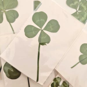 1 Real Four Leaf Clover - Pressed 4 Leaf Clover Lucky Charm