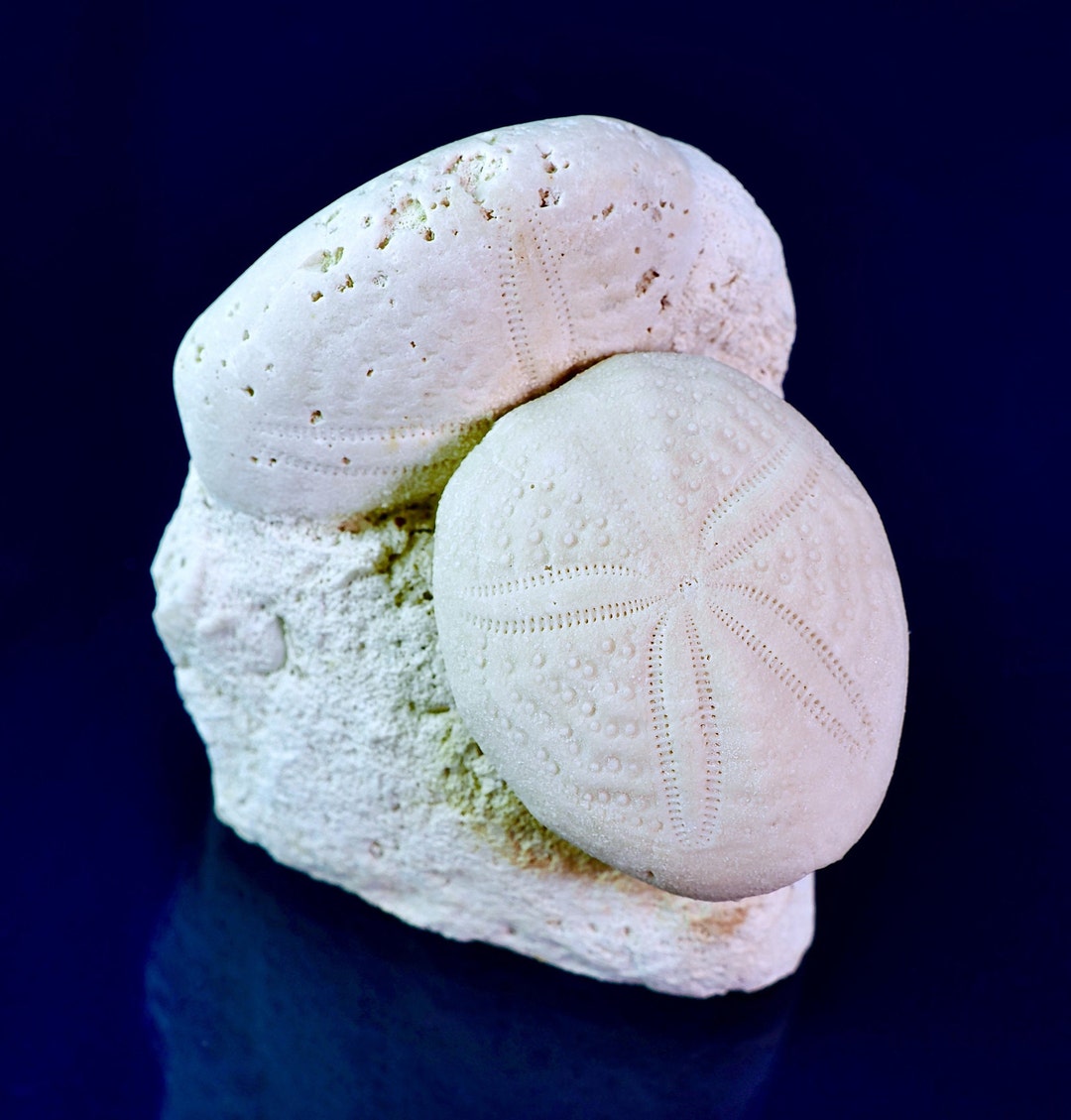 FOSSIL SEA BISCUITS Etsy