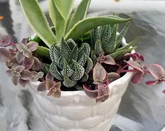 Succulent basket floral arrangment