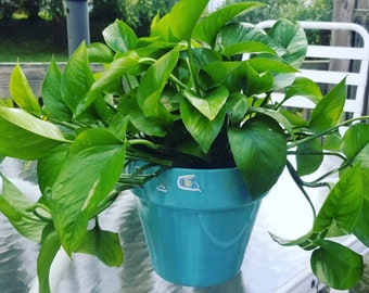 Gouden Pothos