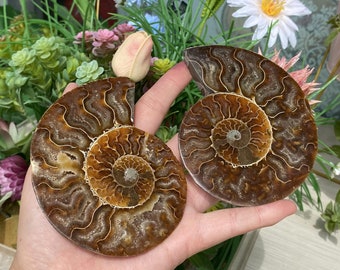 300g Natural Rare Ammonite Fossil Conch,Quartz Crystal Fossil,Fossil Specimen,Crystal Gifts,Reiki Heal,From Madagascar,Crystal Healing Gifts