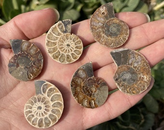 Natural Rare Ammonite Fossil Conch,quartz Crystal fossil,fossil specimen,Home Decoration,Reiki Healing,Mineral specimen,From Madagascar