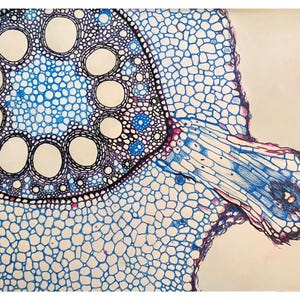 May include: A close-up of a cross-section of a plant stem, showing the vascular bundles and surrounding cells. The vascular bundles are stained a dark purple, while the surrounding cells are stained a light blue. The image is taken under a microscope.