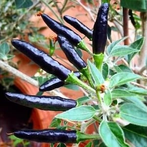 May include: Close-up of a plant with dark purple chili peppers growing on it. The peppers are long and slender, with a glossy finish. The plant has green leaves and stems.