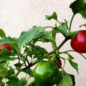 Bangladeshi Boriya mirch seeds (qty 10)