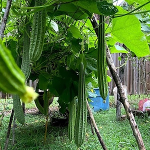 Bangladeshi Desi Jhinga/Chinese Okra Seeds/Luffa Gourd/Loofah(4 QTY)