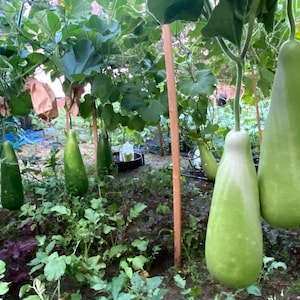 May include: A close-up of several large, green gourds hanging from a vine in a garden. The gourds are smooth and have a slightly pear-shaped form. They are growing on a trellis made of wooden stakes.