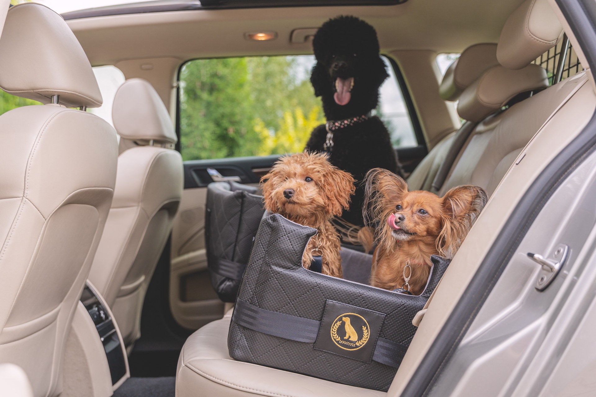 isofix dog