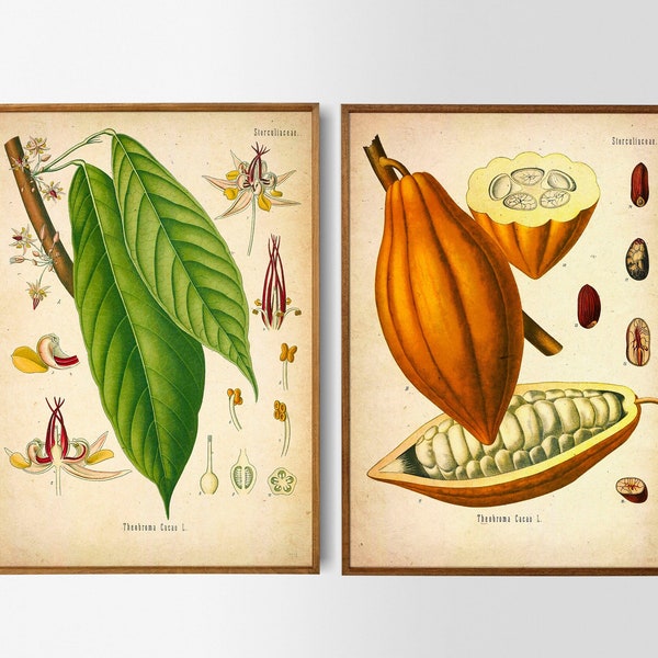 Cacao Theobroma Botanical Vintage Illustration Plant Set of 2 Printable Wall Art Poster Lexikon Digital Download Downloadable Print