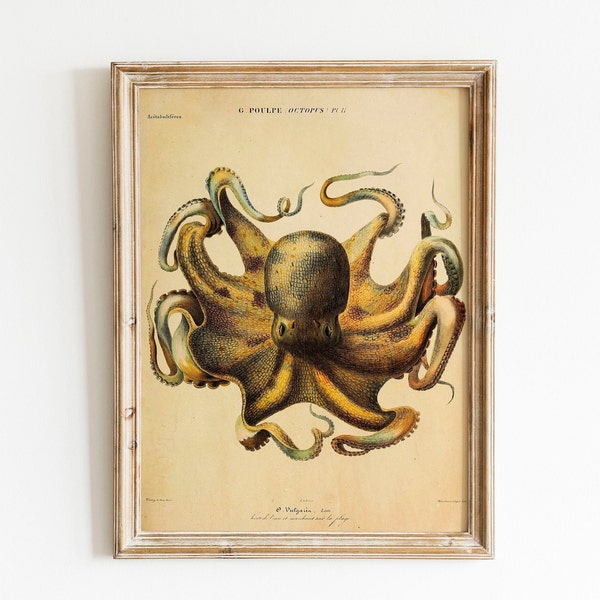 Octopus Vintage Illustration Printable Wall Art Post Poulpe Illustration Digital Download Downloadable Print