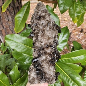 May include: A cluster of smoky quartz crystals, featuring a mix of clear and dark brown, almost black, crystal points. The crystals are clustered together, creating a textured, natural appearance. The background includes green leaves and a tree trunk.