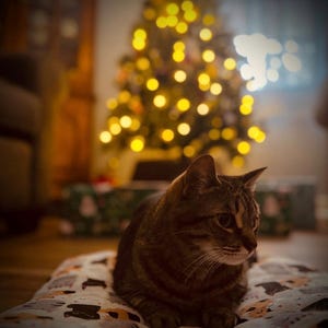 Op de afbeelding: Een bruin en zwart gestreepte kat met donkere strepen en witte snorharen die op een rechthoekig huisdierbed ligt. Het bed heeft een herhalend patroon van kleine, gestileerde kattengezichten in diverse kleuren zoals zwart, oranje en wit.