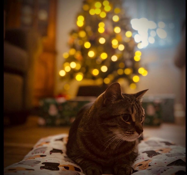 Op de afbeelding: Een bruin en zwart gestreepte kat met donkere strepen en witte snorharen die op een rechthoekig huisdierbed ligt. Het bed heeft een herhalend patroon van kleine, gestileerde kattengezichten in diverse kleuren zoals zwart, oranje en wit.
