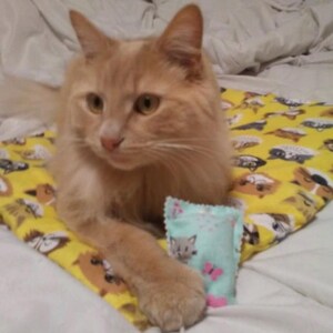 Op de afbeelding: Een langharige oranje kat rust op een gele stoffen mat met een herhalend patroon van verschillende kattengezichten. De kat houdt een klein, rechthoekig, lichtblauw speeltje vast met een print van een kat en vlinders.