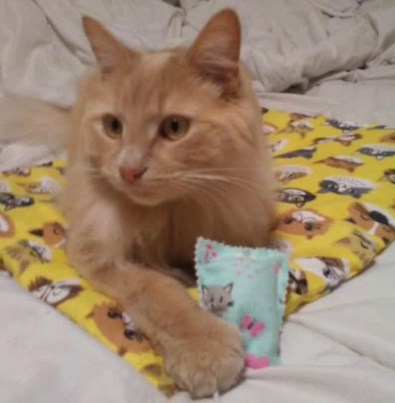 Op de afbeelding: Een langharige oranje kat rust op een gele stoffen mat met een herhalend patroon van verschillende kattengezichten. De kat houdt een klein, rechthoekig, lichtblauw speeltje vast met een print van een kat en vlinders.