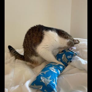 May include: A brown, white, and gray tabby cat playing with a rectangular blue fabric toy featuring a repeating pattern of gray sharks. The cat is positioned over the toy, holding it with its front paws while resting on a white surface.