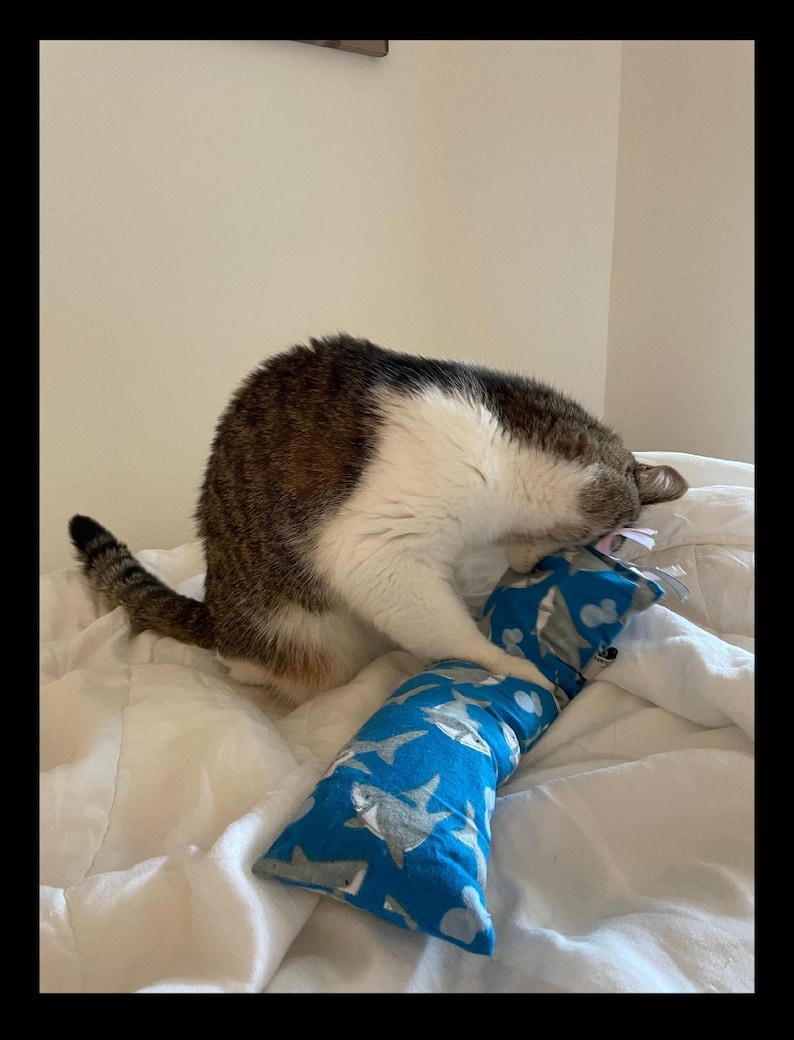 May include: A brown, white, and gray tabby cat playing with a rectangular blue fabric toy featuring a repeating pattern of gray sharks. The cat is positioned over the toy, holding it with its front paws while resting on a white surface.