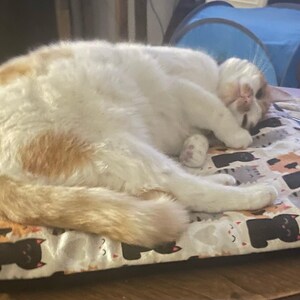 Op de afbeelding: Een wit met oranje kat die opgerold slaapt op een rechthoekig huisdierenbed. Het bed heeft een herhalend patroon van gestileerde zwarte, grijze en oranje katten-silhouetten op een witte achtergrond. De kat rust met zijn kop op zijn voorpoten.