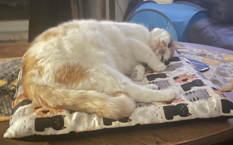 Op de afbeelding: Een wit met oranje kat die opgerold slaapt op een rechthoekig huisdierenbed. Het bed heeft een herhalend patroon van gestileerde zwarte, grijze en oranje katten-silhouetten op een witte achtergrond. De kat rust met zijn kop op zijn voorpoten.