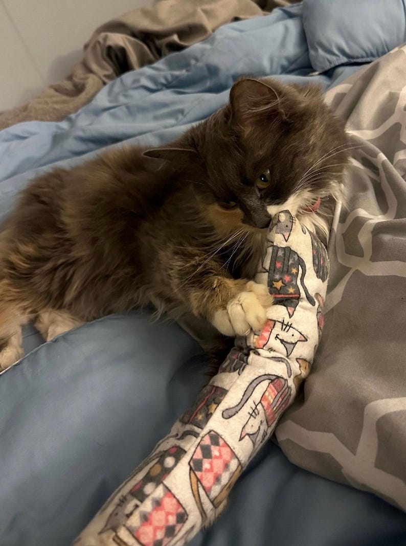 May include: A long, cylindrical cat toy made of white fabric featuring a repeating pattern of illustrated cats wearing colorful hats and scarves. The toy is being held by a fluffy, long-haired gray and white cat with dark facial markings.
