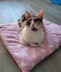 CATNIP BEDS  (many patterns available) with FRESH catnip!!! by WildSideCraftShop
