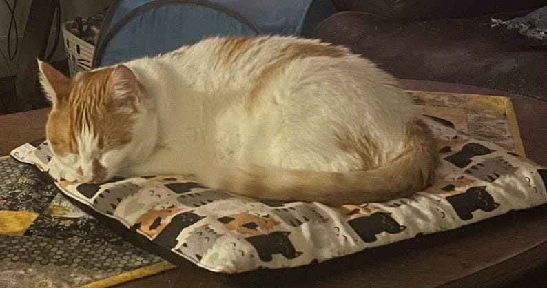 Op de afbeelding: Een witte en oranje kat slaapt op een rechthoekig huisdierkussen. Het kussen heeft een herhalend patroon van gestileerde zwarte, grijze en oranje kattengezichten op een witte achtergrond met een effen zwarte rand aan de onderkant.