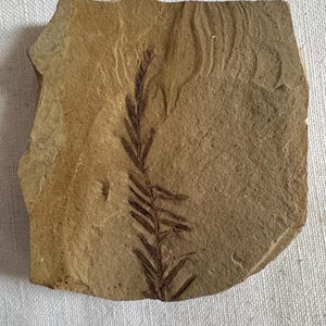 May include: A fossilized plant with delicate, fern-like leaves pressed into a light brown stone.