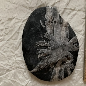 Chrysanthemum Stone Hand Stone