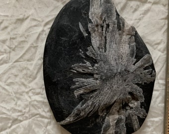 May include: A black and white fossilized crinoid, a type of marine animal, preserved in a round, flat rock.
