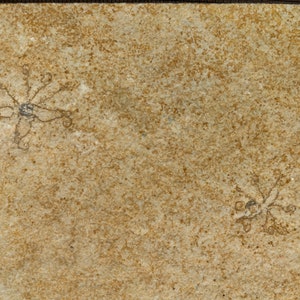 Fossil Floating Crinoid Plate