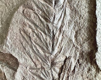 FOSSILIZED FERN IMPRESSION Display Specimen - Etsy