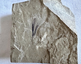 Fossil Feather on Limestone.  Green River Formation, 170 myo