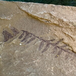 Fossil fern