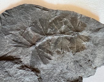 Fossil Fern Plate: Extinct Asterophyllites from France