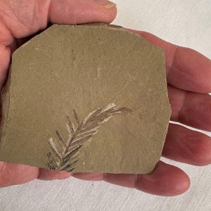 May include: A fossilized fern frond preserved in a light brown rock. The frond is dark brown and has a delicate, feathery appearance.