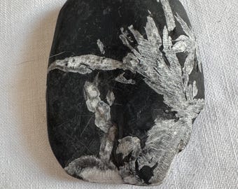 May include: A black rock with white, crystalline formations. The rock has a smooth, rounded surface and is about the size of a hand.