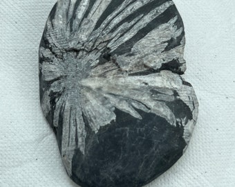 Chrysanthemum Flower Hand Stone
