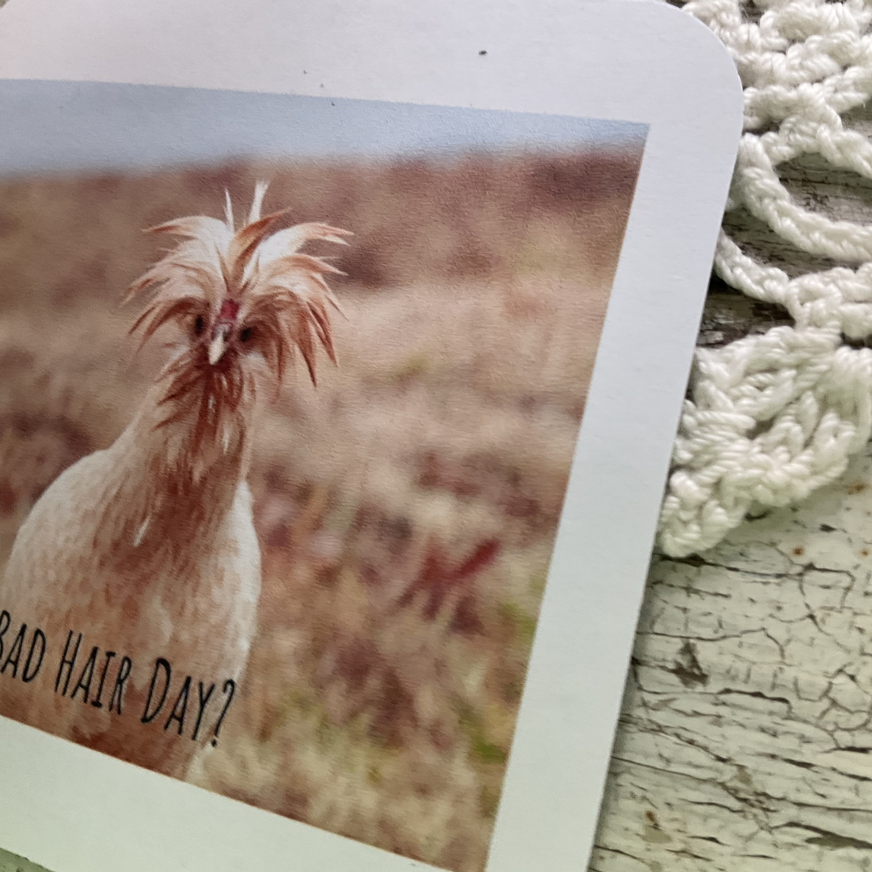 Bad Hair Day Refrigerator Photo of My Polish Chick Caught