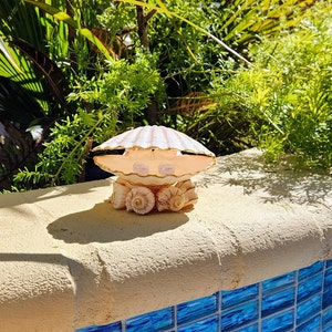 May include: A white seashell with a pearl-like centre, surrounded by smaller seashells, sits on a light brown surface near a blue tiled pool.