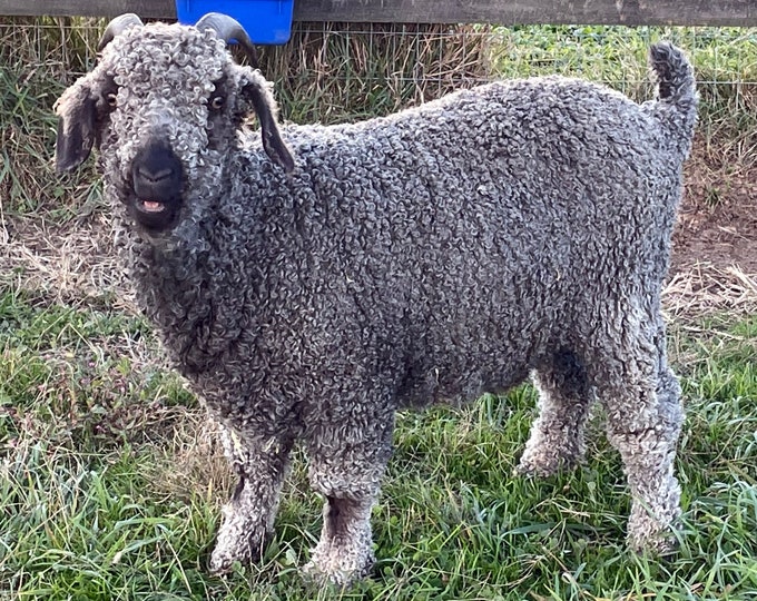 Raw Angora Goat Mohair Black