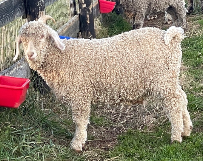 Raw Angora Goat Mohair White