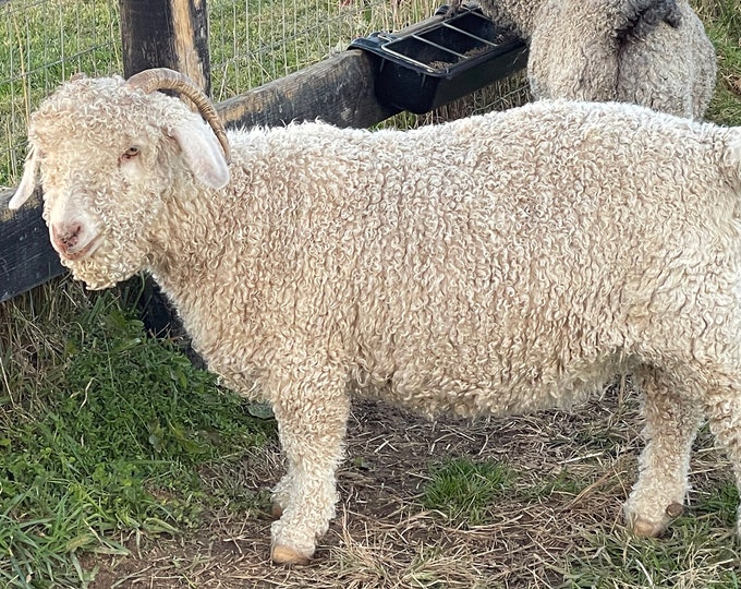 Raw Angora Goat Mohair White