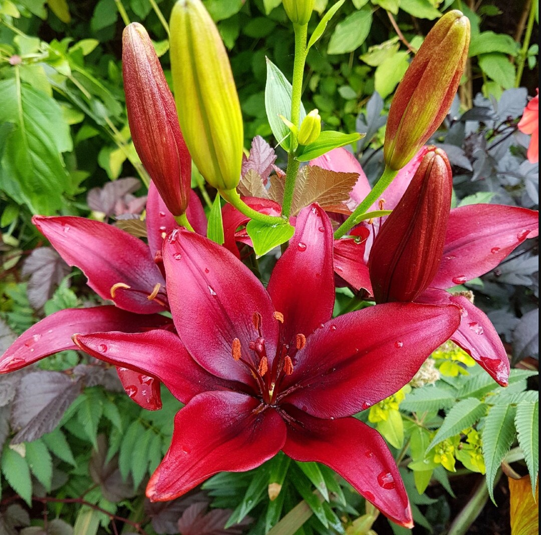 Asiatic Lily Cavoli Bulbs 3 Pack Etsy