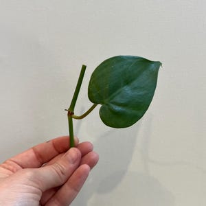 May include: A single, heart-shaped, dark green leaf on a green stem. The stem has a small, reddish-brown node. The plant cutting is held in a hand against a neutral background.
