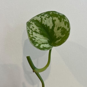 May include: A single, heart-shaped leaf with a variegated pattern of green and silver-white. The leaf is attached to a curved, green stem, showcasing a fresh, natural aesthetic. The background is a plain white wall.