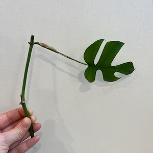 May include: A green Monstera plant cutting with a single, split leaf. The stem is a vibrant green, and the leaf has a glossy texture. The background is a plain white canvas.