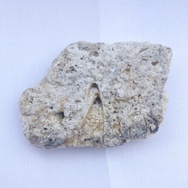 Sperm Whale Oil Etsy