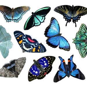 Farfalle blu, download digitale, adesivi da stampare a casa, set da 10, falena/farfalla, farfalle stampabili, foto reali, blu colorati