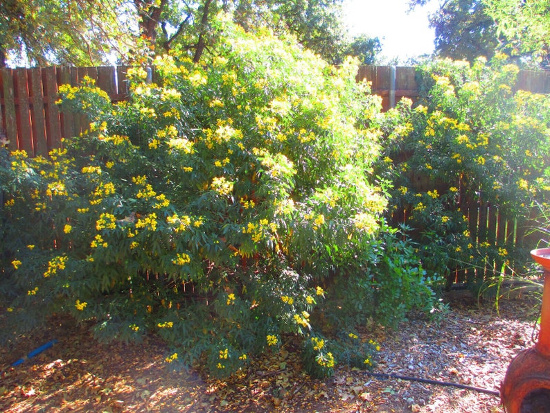Flowering Senna Buttercup Bush Yellow Flowering Bush 60 Seeds Etsy