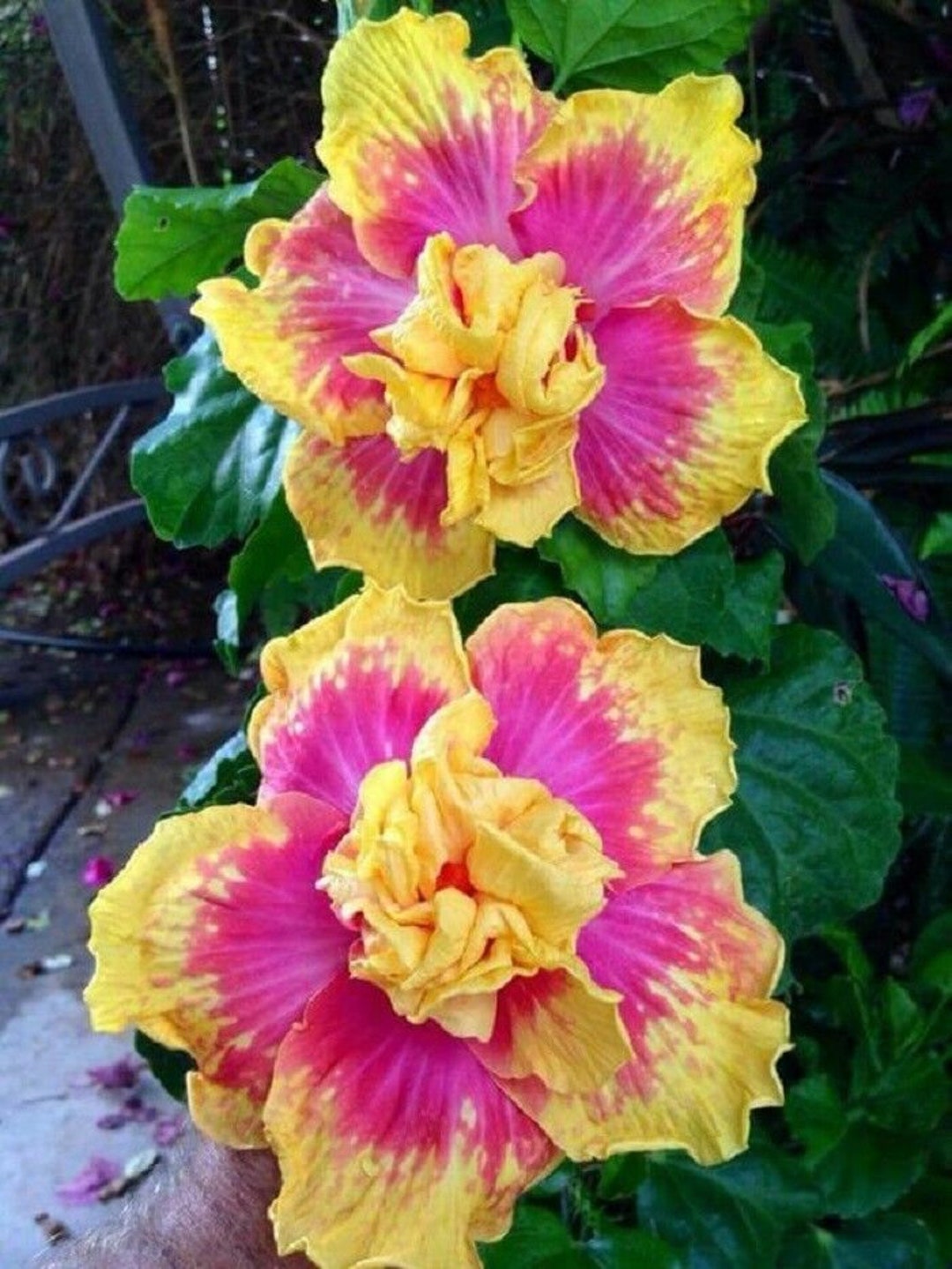 20 Double Pink Yellow Hibiscus Flower Seeds Hardy Garden Etsy